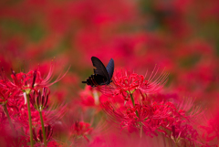 彼岸花