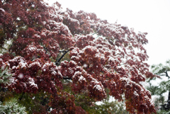 雪の六義園