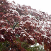 雪の六義園
