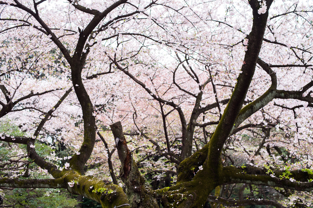 桜