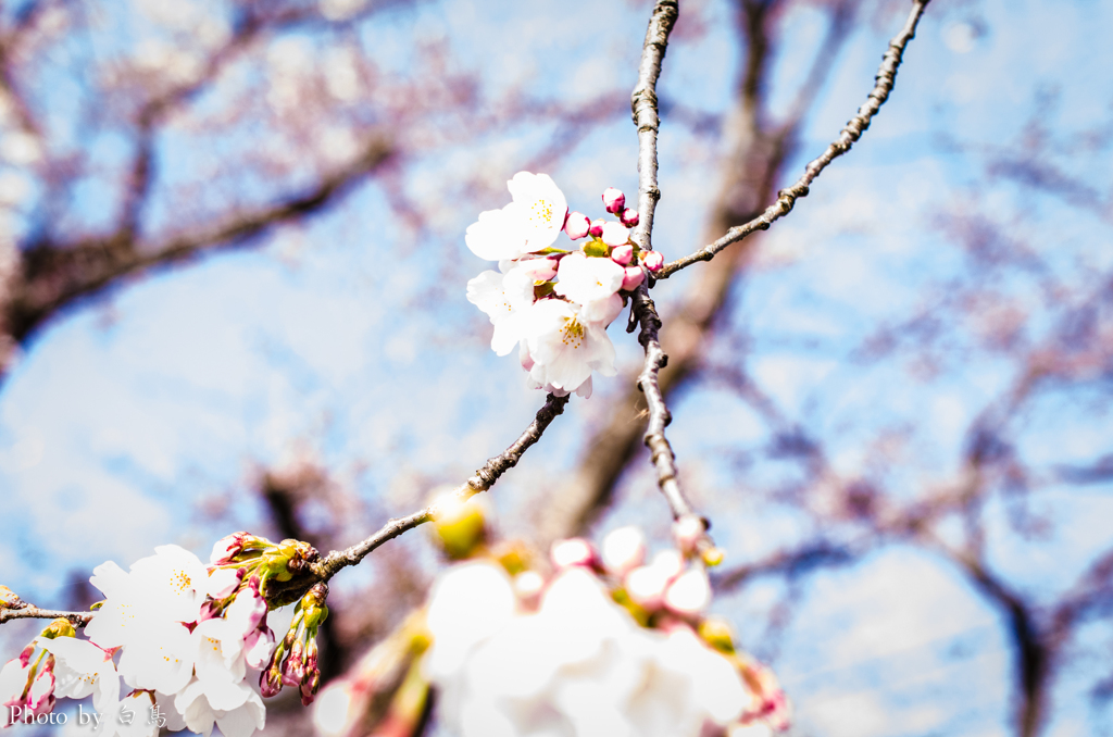 桜咲く-2