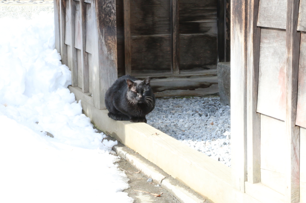 まぶしいねこ