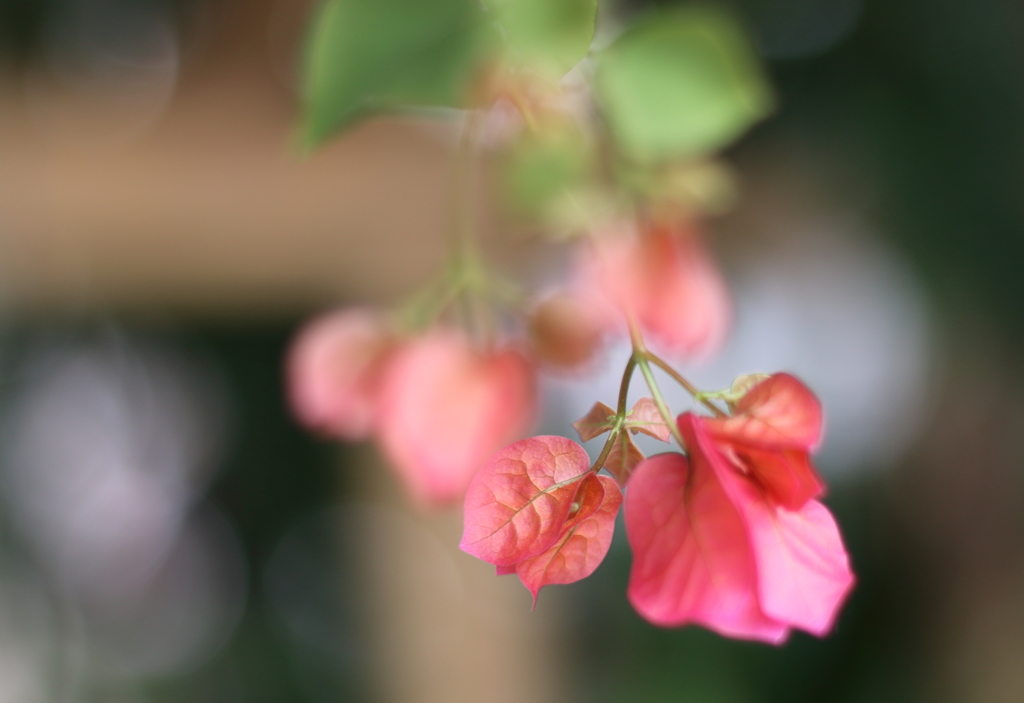 葉っぱなのか花なのか