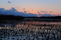 春の田