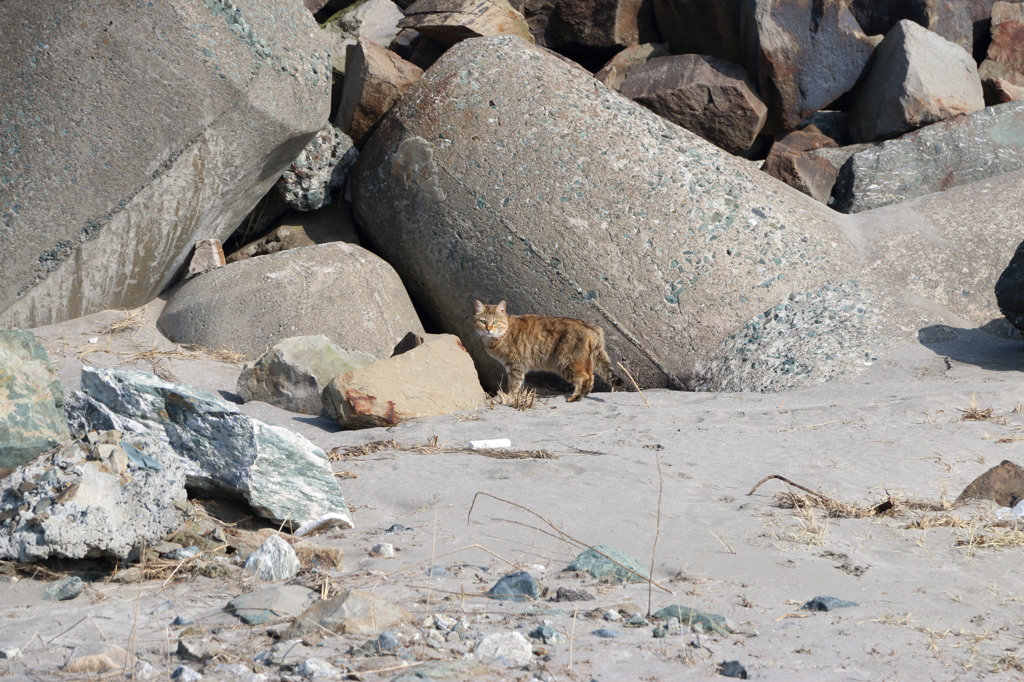 海辺のねこ