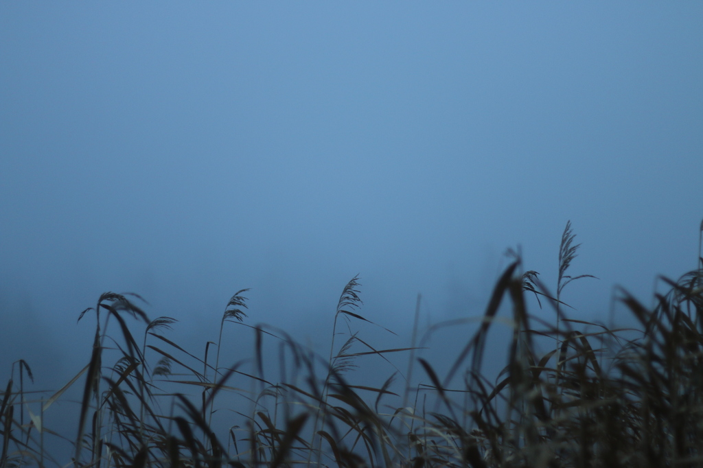 霧の中の葦