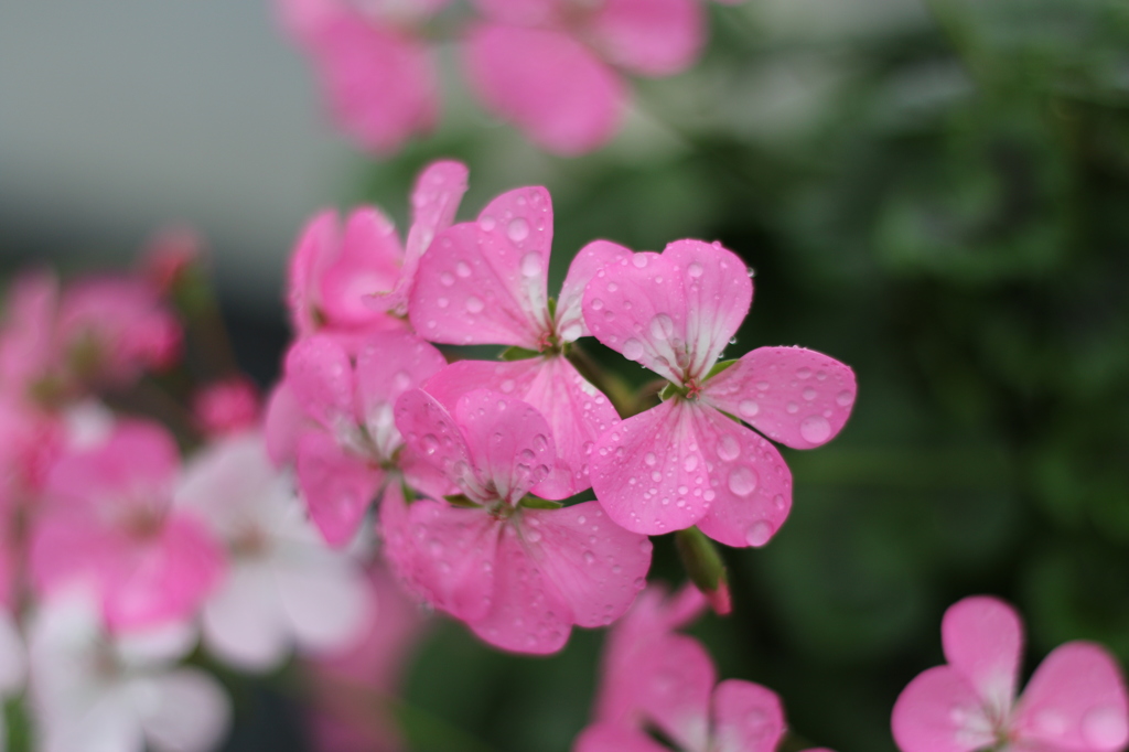 花の雫