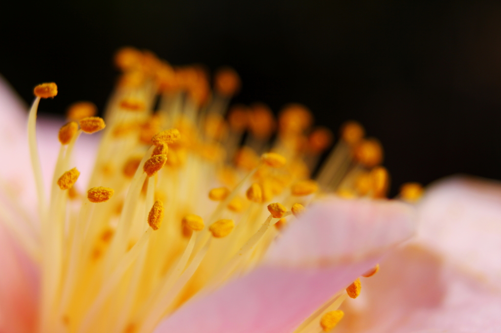 春の光差す花