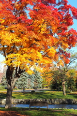 紅葉ベンチと秋の午後