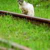 さすらい猫の廃線さんぽ