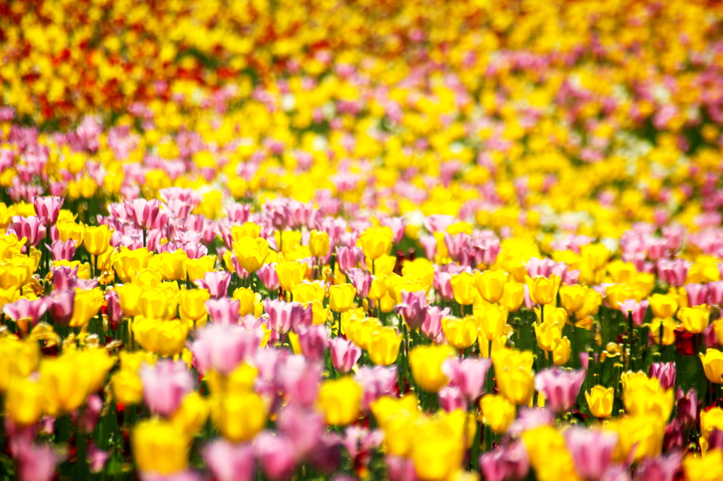 彩の花園