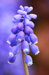 明るい未来と絶望の花