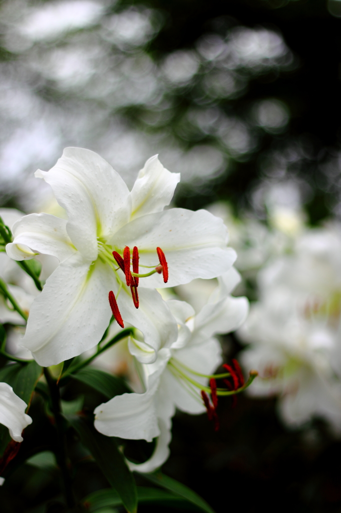 純白なる百合の花