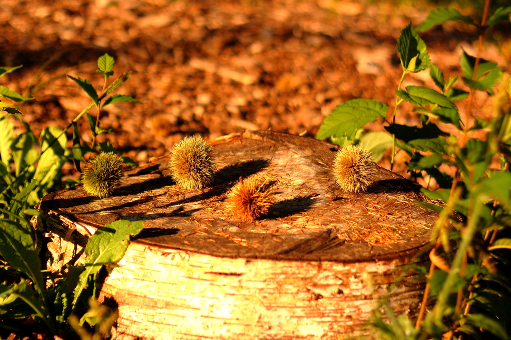 Souvenir of Autumn