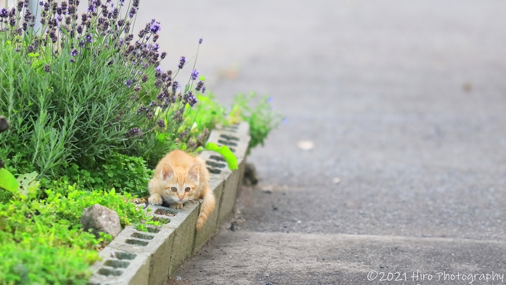 あどけなき日々