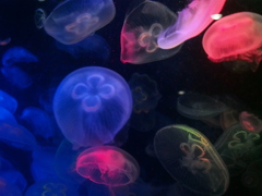 海月