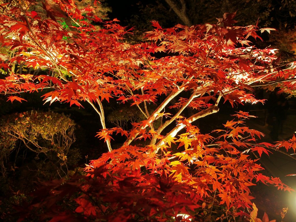 円通院紅葉ライトアップ…③