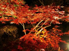 円通院紅葉ライトアップ…③