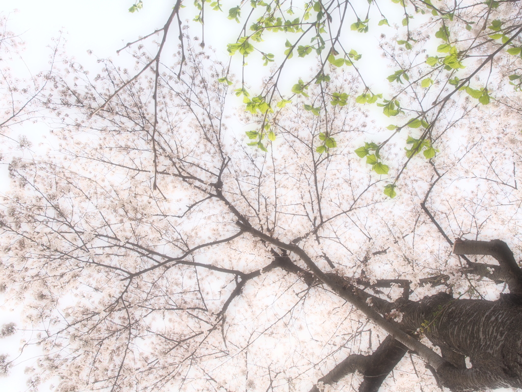 桜はあなた…寄り添う私