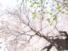 桜はあなた…寄り添う私