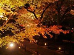 円通院紅葉ライトアップ…②