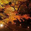 円通院紅葉ライトアップ…②