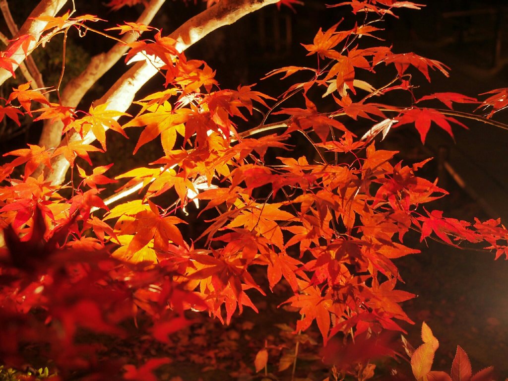 円通院　紅葉ライトアップ
