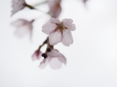 桜艶