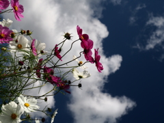 秋桜…