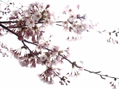 2014-04-20-13-48-12_deco