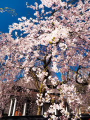 秋田が誇る枝垂れ桜