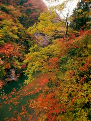 踊る紅