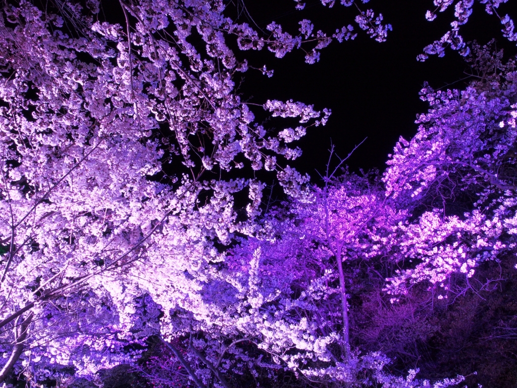 幻想夜桜