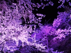幻想夜桜