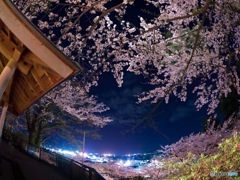 春夜桜爛漫