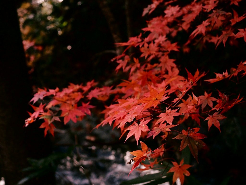 真瀬の紅葉