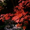 真瀬の紅葉