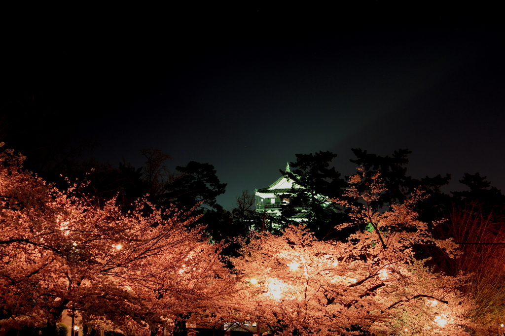 桜と岡崎城