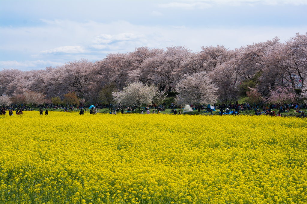 桜祭