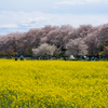 桜祭