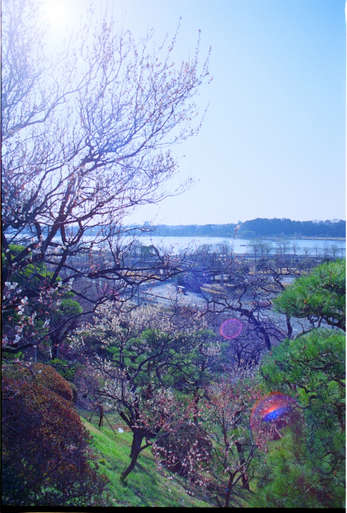 春の千波湖