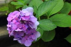 紫陽花