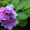 紫陽花