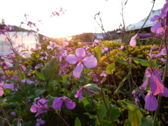 夕暮れの紫花菜