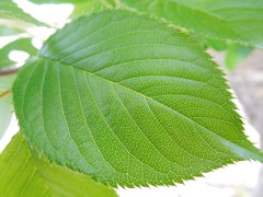 植物の血管