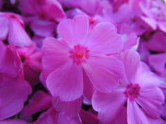 地面に咲く桜