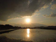 田んぼに伸びる夕日