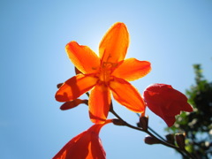 オレンジに光る花