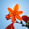 オレンジに光る花