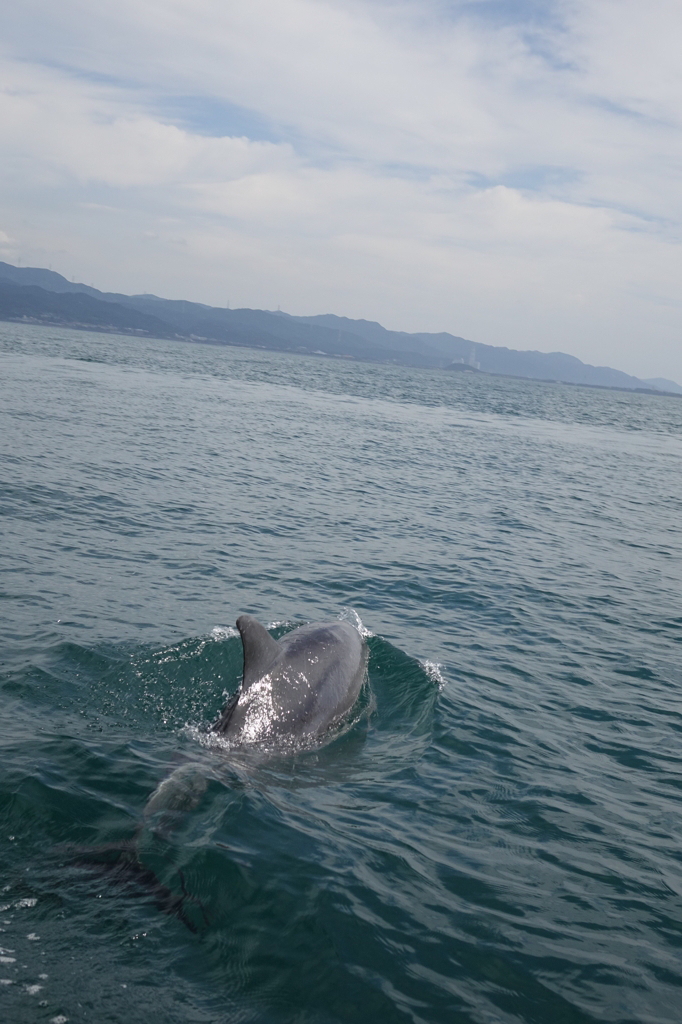 イルカウォッチング
